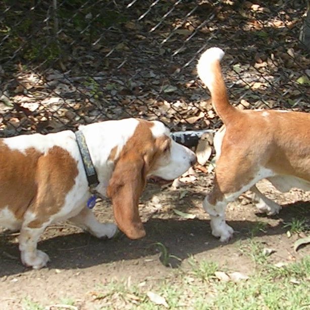 Dogs sniffing