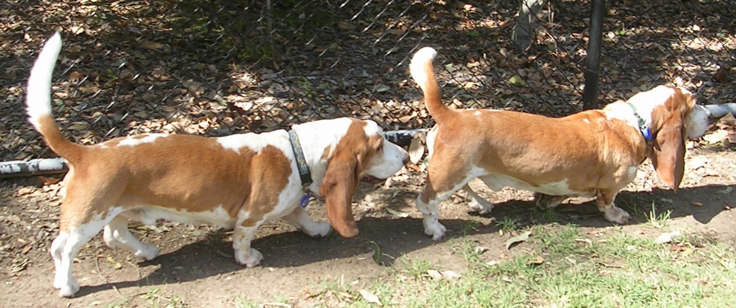 Dogs sniffing